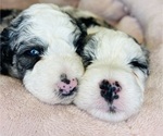 Small #8 Sheepadoodle