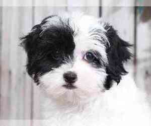 Bichon Frise-ShihPoo Mix Puppy for sale in MOUNT VERNON, OH, USA