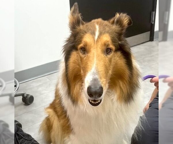 Medium Photo #2 Collie Puppy For Sale in Dublin, OH, USA