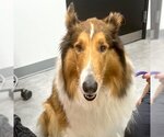 Small #1 Collie
