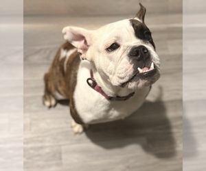 English Bulldog Puppy for sale in BRENTWOOD, TN, USA