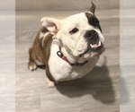 Image preview for Ad Listing. Nickname: Izzy