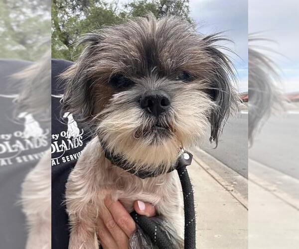 Medium Photo #1 Shih Tzu-Unknown Mix Puppy For Sale in Redlands, CA, USA