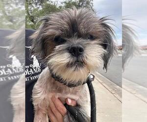 Shih Tzu-Unknown Mix Dogs for adoption in Redlands, CA, USA