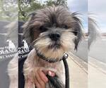 TONY - Male Shih Tzu-Unknown Mix Dog for Adoption - Small photo