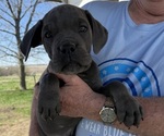 Puppy Merle Cane Corso