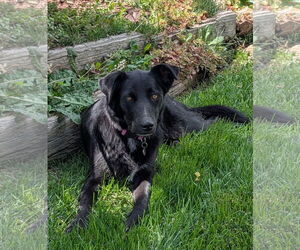 Labrador Retriever-Unknown Mix Dogs for adoption in Aurora, CO, USA