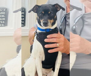 Absolutely Forever Wakanda - Male Rat-Cha Dog for Adoption - Photo #3