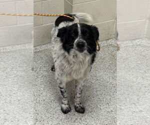 Australian Shepherd-Unknown Mix Dogs for adoption in Conroe, TX, USA