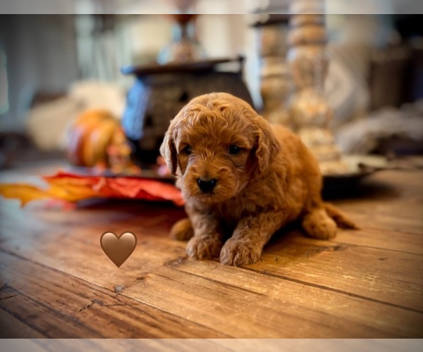Medium Photo #3 Goldendoodle (Miniature) Puppy For Sale in SAINT JAMES, MO, USA