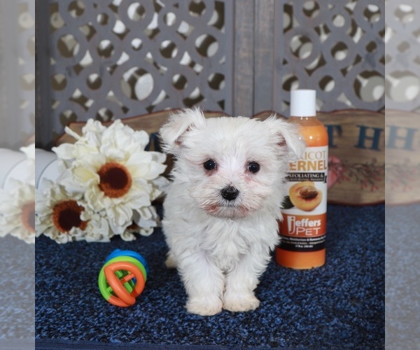 Medium Photo #5 Maltese Puppy For Sale in MOUNT VERNON, OH, USA