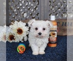 Small #4 Maltese