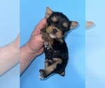 Small Photo #4 Yorkshire Terrier Puppy For Sale in SANDY HOOK, KY, USA