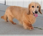 Small #5 Dachshund
