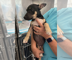 Small #1 Dachshund Mix