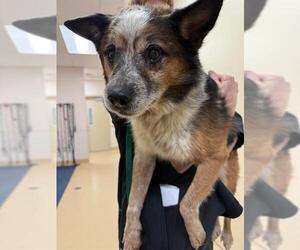 Mutt Dogs for adoption in Placerville, CA, USA