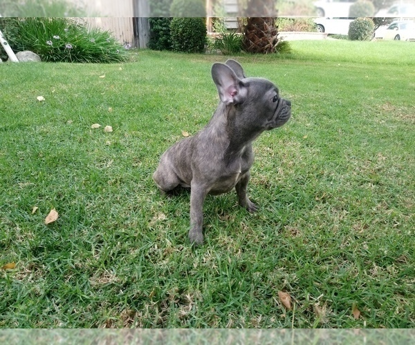 Medium Photo #2 French Bulldog Puppy For Sale in SIMI VALLEY, CA, USA