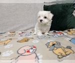 Small Photo #12 Maltese Puppy For Sale in OCALA, FL, USA
