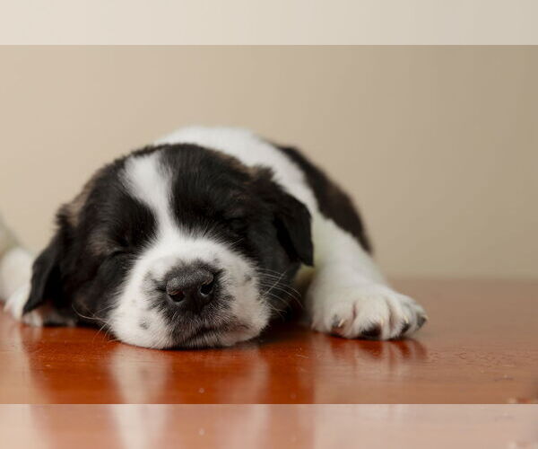 Medium Photo #1 Labrador Retriever-Unknown Mix Puppy For Sale in Garner, NC, USA