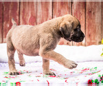 Small Photo #21 Mastiff Puppy For Sale in WAKARUSA, IN, USA