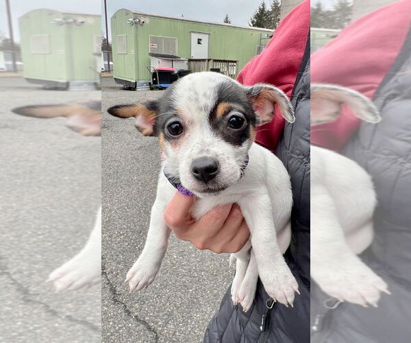 Medium Photo #1 Rat Terrier-Unknown Mix Puppy For Sale in Lawrenceville, NJ, USA