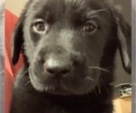 Small Photo #4 Labrador Retriever Puppy For Sale in SPOTSYLVANIA, VA, USA