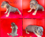 Puppy 8 American Bully