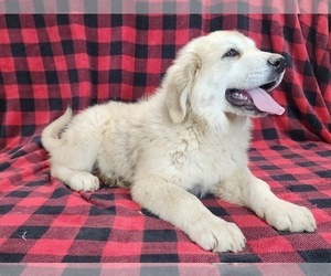 Anatolian Shepherd Puppy for sale in CUMBY, TX, USA