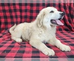 Image preview for Ad Listing. Nickname: Zena 2024 F5