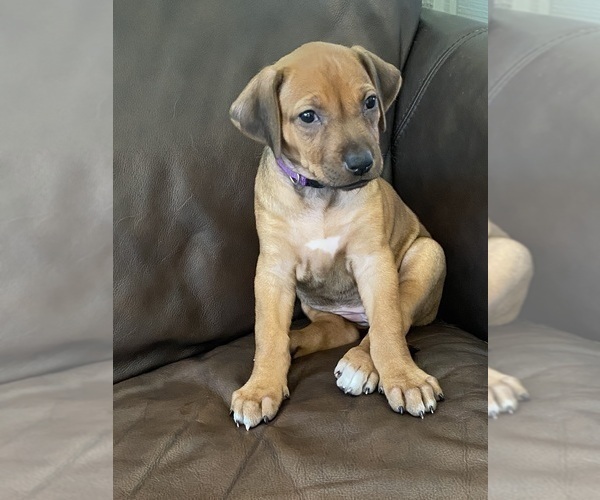 Medium Photo #39 Rhodesian Ridgeback Puppy For Sale in KELLER, TX, USA