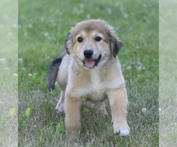 Medium Photo #5 Golden Retriever-Unknown Mix Puppy For Sale in Mechanicsburg, PA, USA