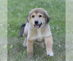 Small #4 Golden Retriever Mix