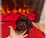 Puppy Fury F1b Aussiedoodle Miniature -Poodle (Toy) Mix