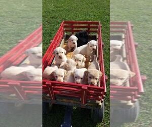 Labrador Retriever Puppy for sale in SALISBURY, PA, USA