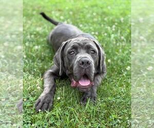 Mastiff-Unknown Mix Dogs for adoption in Spring Lake, NJ, USA