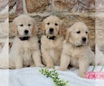 Small Photo #3 Golden Retriever Puppy For Sale in HONEY BROOK, PA, USA