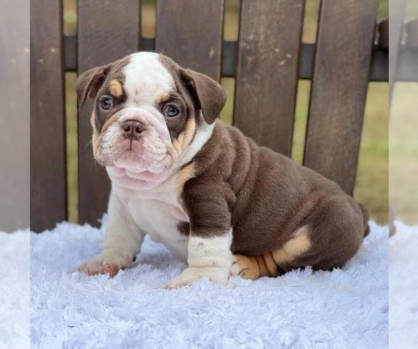 Medium Photo #2 Bulldog Puppy For Sale in MANHATTAN, NY, USA