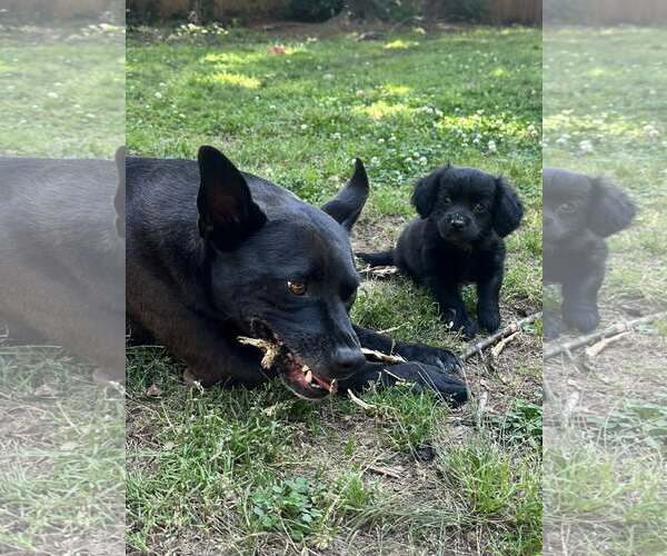 Medium Photo #3 Mutt Puppy For Sale in Greenville, SC, USA