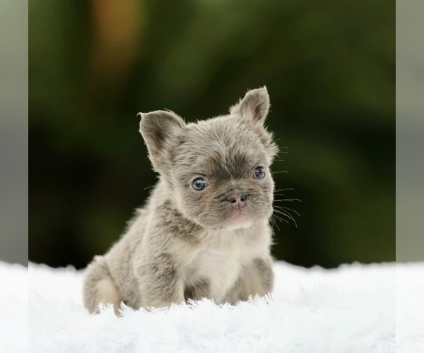 Medium Photo #4 French Bulldog Puppy For Sale in HOUSTON, TX, USA