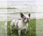 Small Photo #1 French Bulldog Puppy For Sale in MENASHA, WI, USA