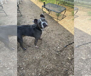 Boxer-Unknown Mix Dogs for adoption in Jackson, MS, USA