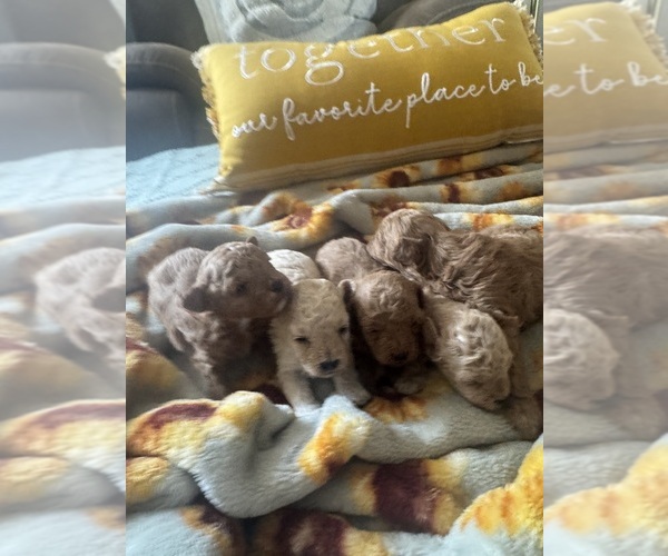 Medium Photo #8 Poodle (Toy) Puppy For Sale in LIVE OAK, FL, USA