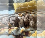Small #7 Poodle (Toy)