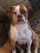 Small Photo #1 American Bulldog Puppy For Sale in OMAHA, NE, USA