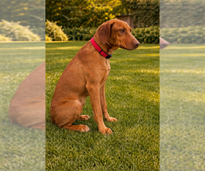 Medium Rhodesian Ridgeback
