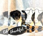 Small #2 Havanese