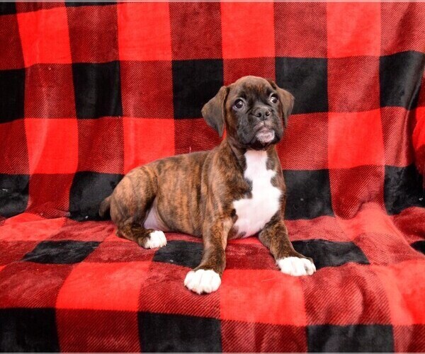 Medium Photo #21 Boxer Puppy For Sale in CHILHOWEE, MO, USA
