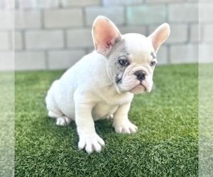 French Bulldog Puppy for sale in MEMPHIS, TN, USA