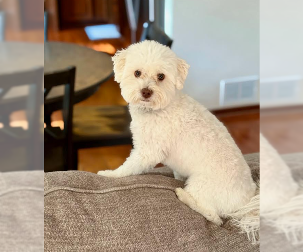 Medium Photo #6 Poochon Puppy For Sale in Techny, IL, USA