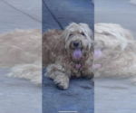 Small Photo #1 Goldendoodle Puppy For Sale in ROSEBURG, OR, USA